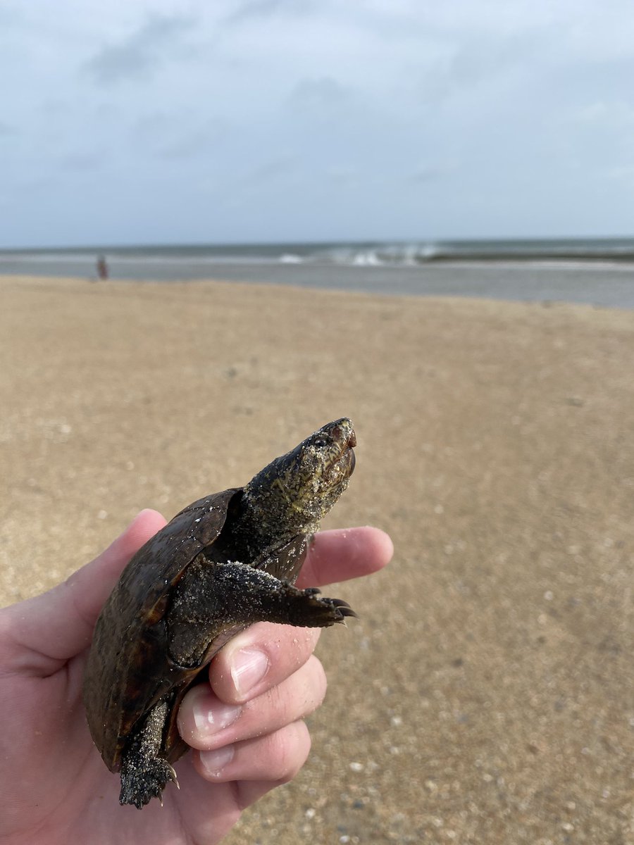 LockCabe's tweet photo. A #mudturtle found on the beach on a barrier island, seemed dehydrated and weak with a corroded shell. Possibly washed into the ocean during a high water event? I moved it to the freshwater wetland over the dunes. Ever seen anything like this @AlongsideWild? https://t.co/YoQLmBmgiE