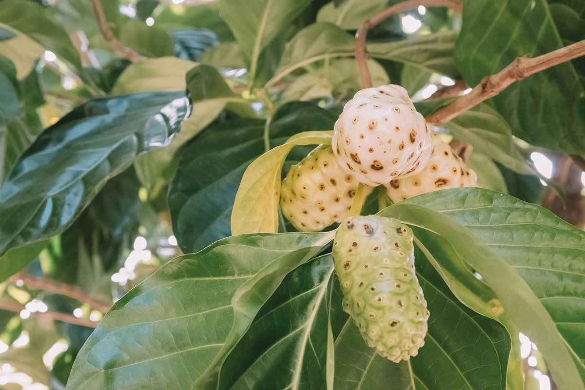 Noni benefits
This medicine can be used by ingesting it or using it topically. The whole plant is utilized from the leaves and the bark to the pungent fruit. More commonly used by ingesting it, this fruit helps with kidney stones, high blood pressure, diabetes, and bowel problems