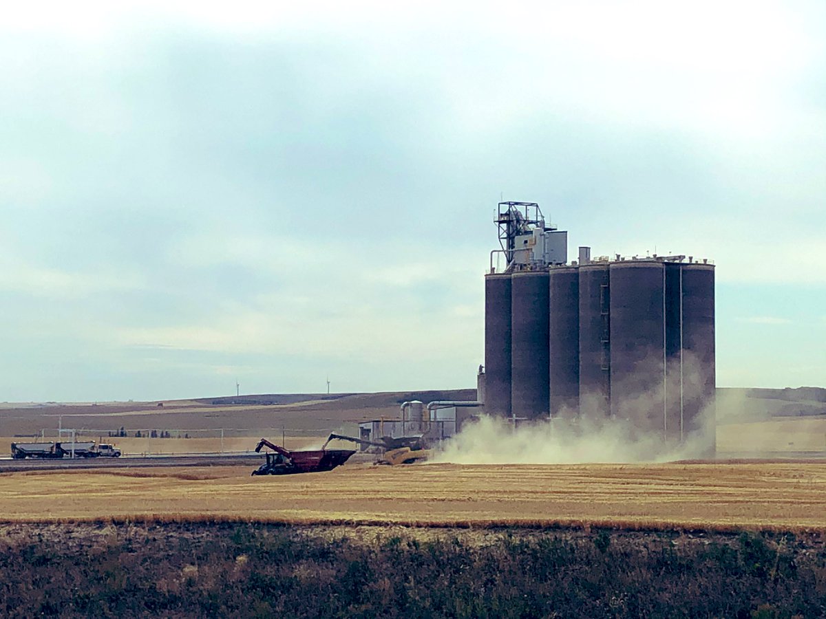 Today marks the one year anniversary of receiving grain at <a href="/GrainsConnectCA/">GrainsConnect Canada</a> Huxley!! Thanks to our wonderful customers and staff for making our first year a success!! 🌾🇨🇦