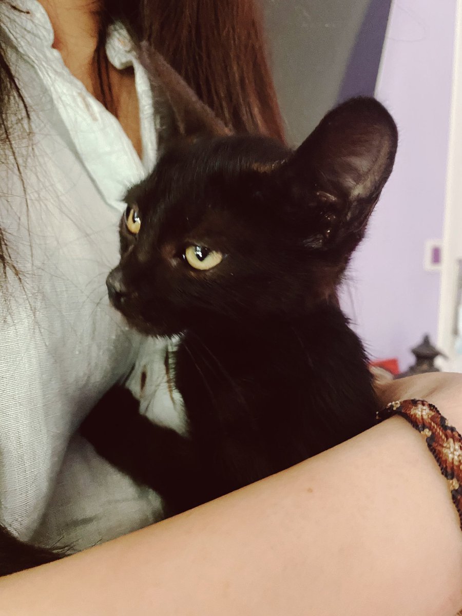 CheeksMery's tweet photo. Hola, esta es Teresita✨ Es una bebé rescatada de la calle q busca una casa donde quedarse y ser feliiiiiiz💖💖 de momento la tengo conmigo pero no me puedo hacer cargo porq ya tengo muchos y encima mayores🥺🥺 está desparasitada, esperando a engordar un poco para las vacunas😋🙏 https://t.co/3KgkeekXEK