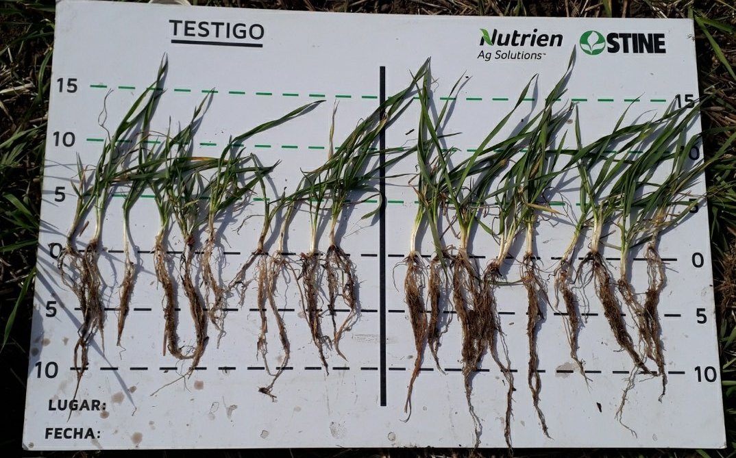 Ayer recorrimos un Demo realizado con Accomplish LM junto a asesores de la zona de Tandil,

Se observó mayor desarrollo aéreo, mayor número de macollos, diferencias en NDVI y un sistema radicular más desarrollado en el tratamiento con Accomplish LM 

🌾🌾