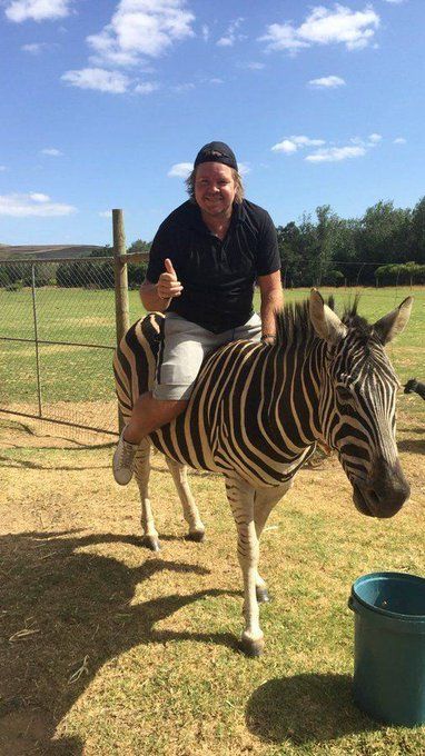 ftbllrswanimals's tweet photo. Tomas Brolin riding a zebra https://t.co/0Z9OAs1Qg3