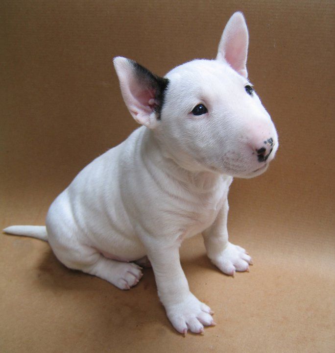 Brittanys vs. Bull Terriers