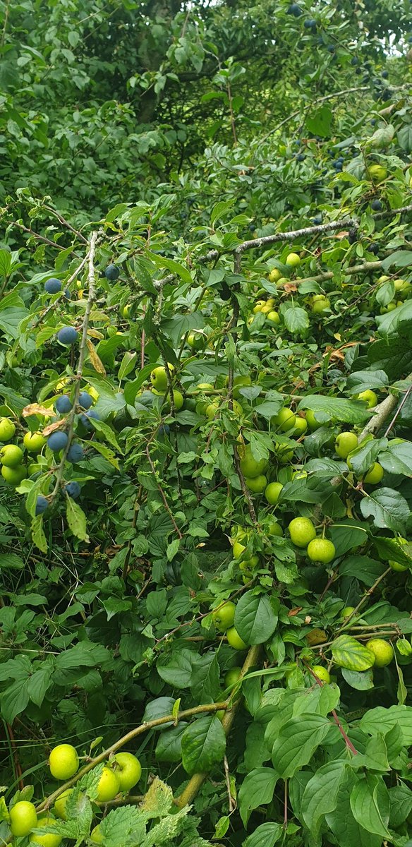 Out foraging today, Open Friday &amp; Saturday nights this week. Chandos Social outside streetside dining in Chandos Road. Think we will have an early happy hours now that everyone needs to be home by 10pm..