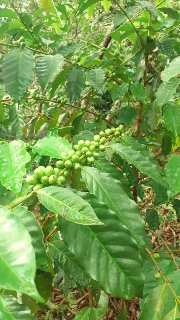 PosadaCafe's tweet image. #cafedetemaxcalapa
#cosechadecafe
#cafe
Café de la sierra norte de Oaxaca.
🤏Falta poco para la cosecha.