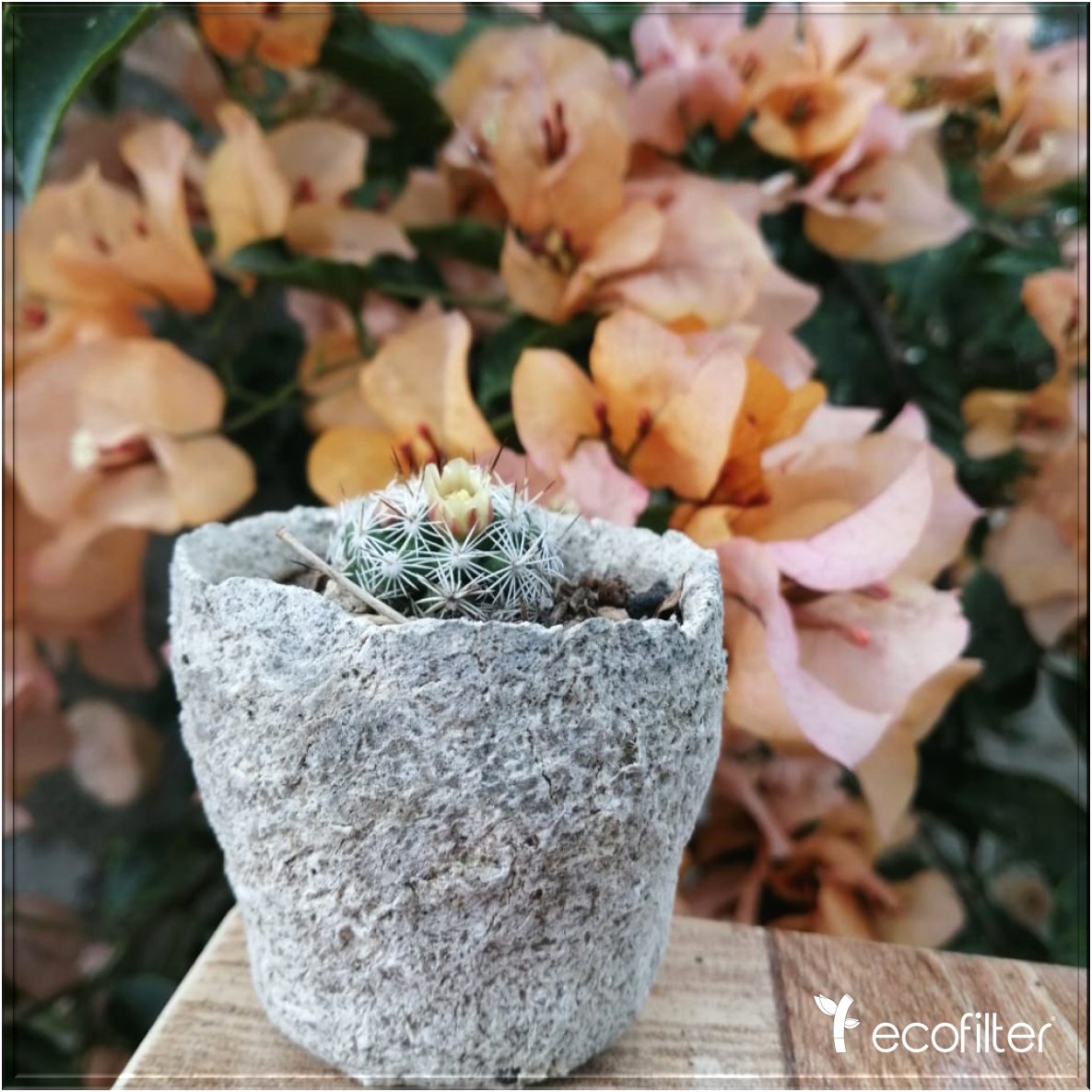 Ecofilter México tweet media