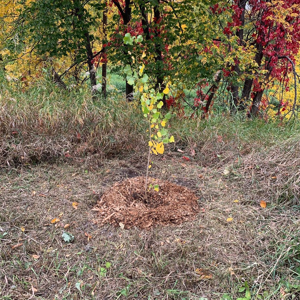 We met Mayor Brian Bowman and City Councillor Cindy Gilroy on our leaf hunt today. They were planting a tree as part of a “One Million Tree Challenge” launched by the Mayor at Halter Park on Raglan Ave. 🌳🍁 <a href="/Mayor_Bowman/">Mayor Bowman - PARODY ACCOUNT</a> @cindygilroy <a href="/WolseleyWolves/">Wolseley School</a> @WinnipegSD