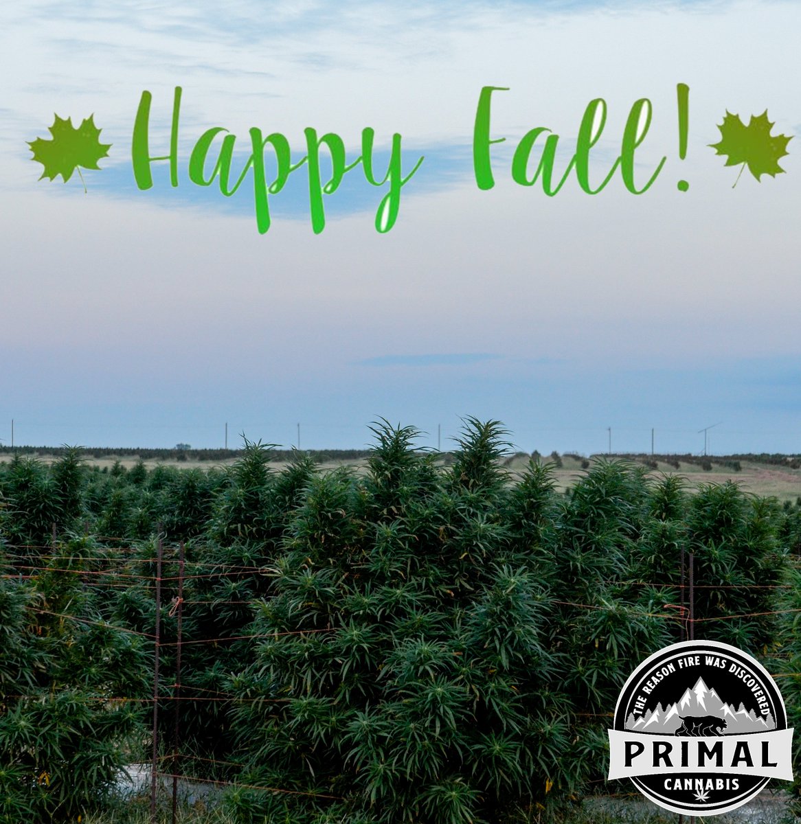 #happyfallyall #okiegrown #primalcannabis