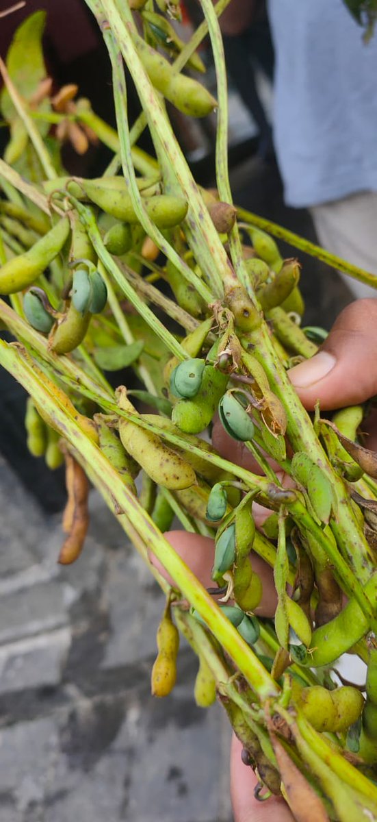gaurav_kochar's tweet photo. #Soybean producing states madhaya pradesh and maharashtra in #India is suffering heavy losses due to rains in harvesting period. First yellow mosaic disease ruined the crop, now continuous rain is damaging the crop.
@GaonConnection @JamwalNidhi @SkymetWeather @jnmet https://t.co/v9Xq4pakEy