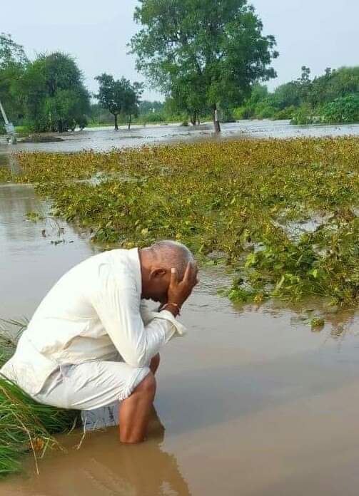 gaurav_kochar's tweet photo. #Soybean producing states madhaya pradesh and maharashtra in #India is suffering heavy losses due to rains in harvesting period. First yellow mosaic disease ruined the crop, now continuous rain is damaging the crop.
@GaonConnection @JamwalNidhi @SkymetWeather @jnmet https://t.co/v9Xq4pakEy