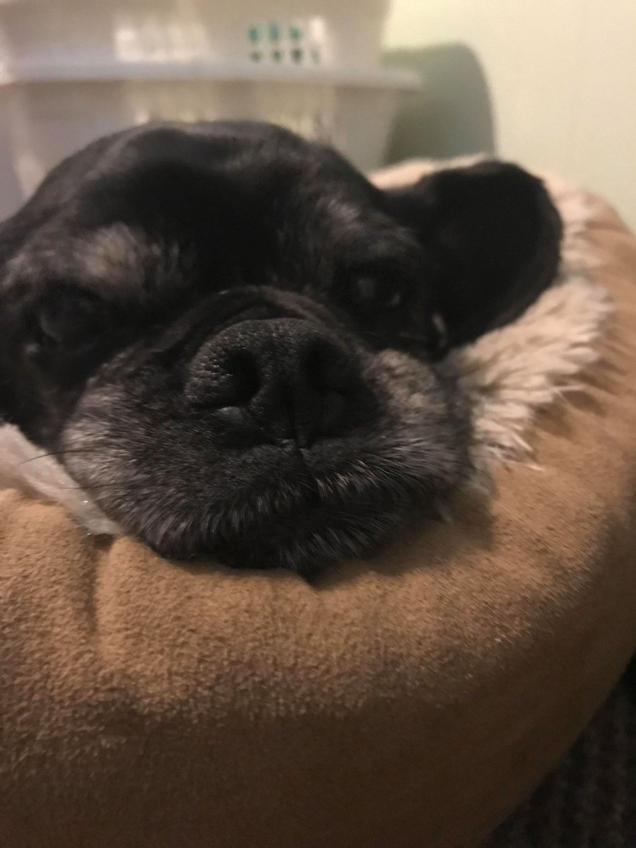 kuradio's tweet photo. Everyone give a big 'ol like to wish Aiko a Happy Birthday! Aiko, of Bethlehem, is an avid #RadioForPets listener who just turned 15! Want to see us shout out your pet on KUR socials &amp; on-air? Send us your pet picture, name, age, &amp; town to kur@kutztown.edu or through Facebook! https://t.co/PxegJaPnPd
