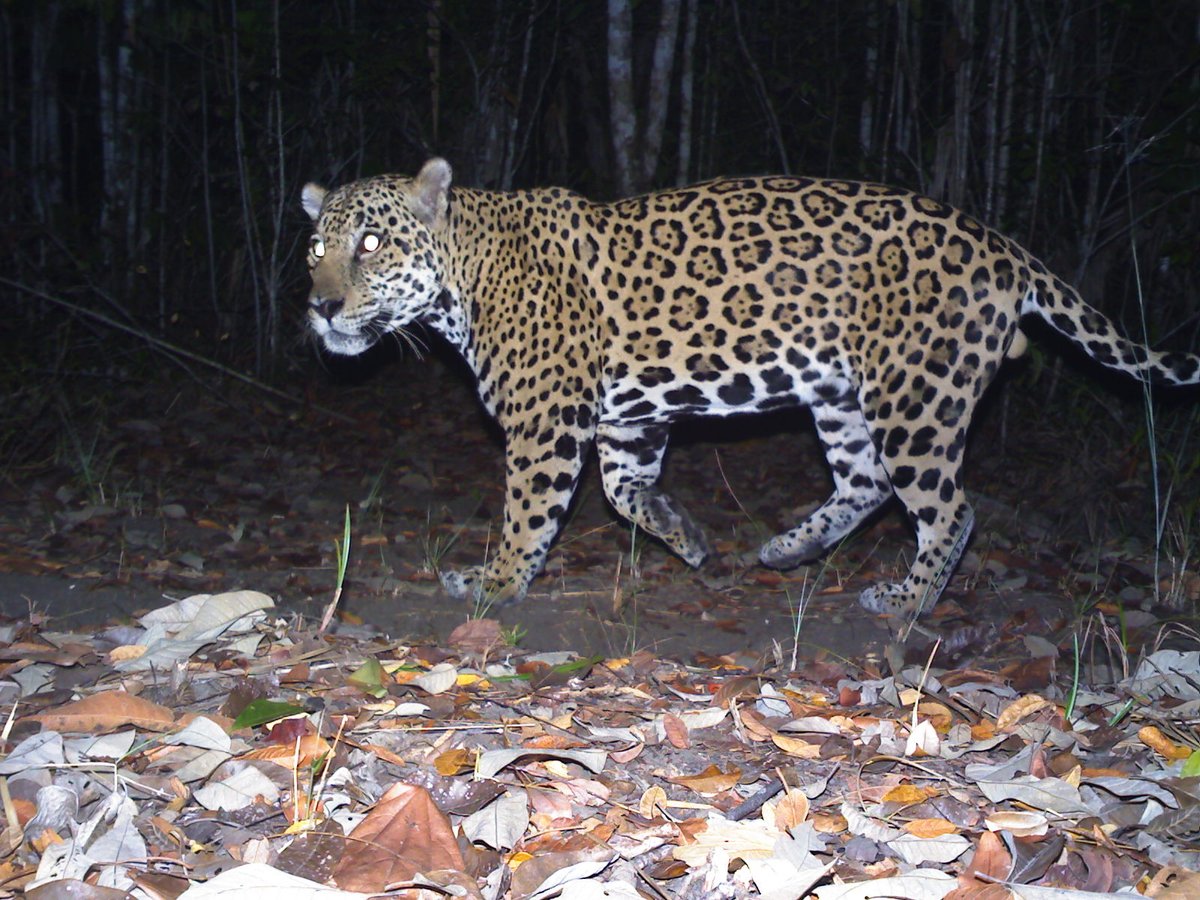 BATSUB working in conjunction with Panthera captured this picture of a Jaguar on the BATSUB training estate, we are working closely together on environmental conservation in Belize.