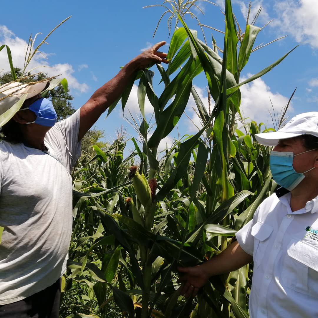 El nuevo material y sus bondades agronómicas pronto se darán a conocer. Este trabajo de investigación es gracias a la colaboración de <a href="/CIMMYTesp/">CIMMYT en español</a> y el apoyo económico de <a href="/LACHarvest/">HarvestPlusLAC</a>.