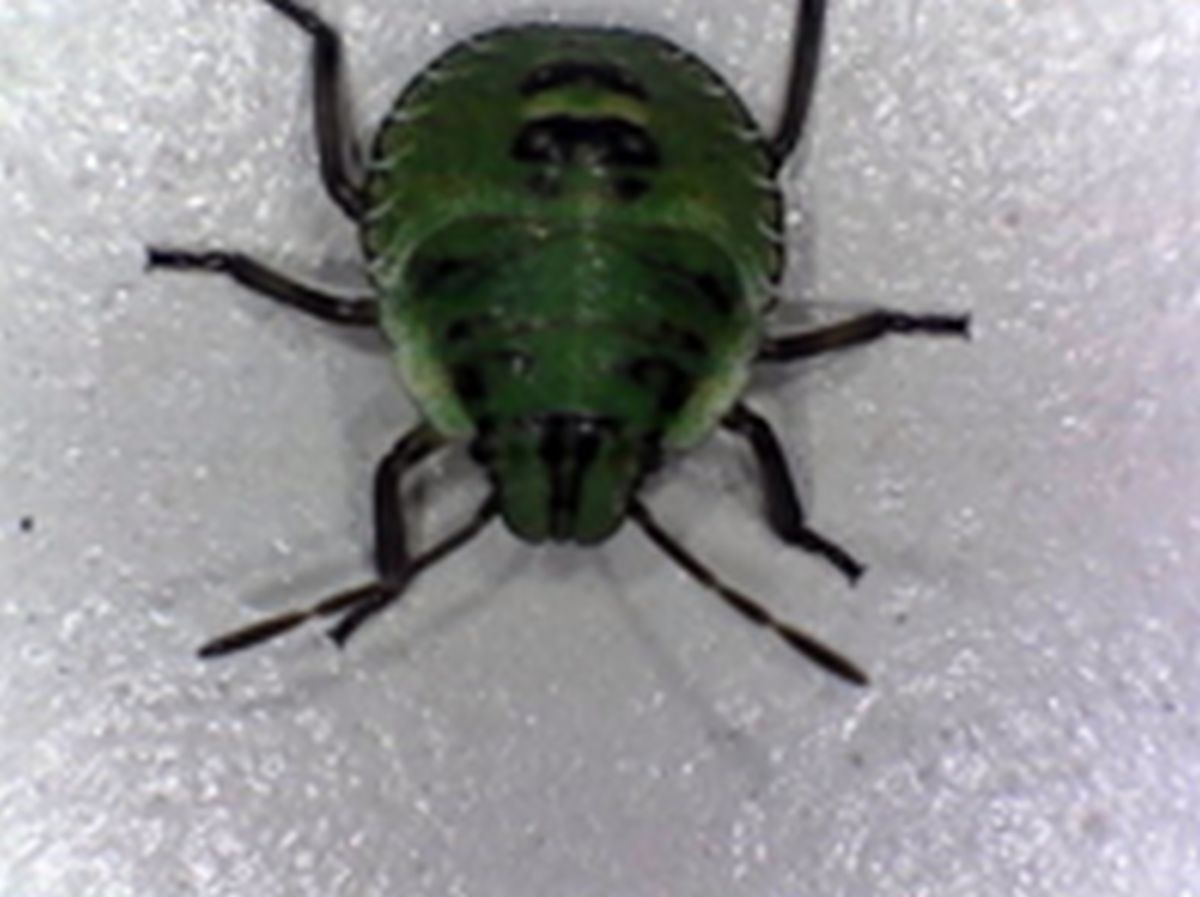 LtLScotland's tweet photo. We had a lovely visit to St John’s Special School, to deliver our #lsng they received training on how to use our fantastic #Easiscope – wow look at that magnification! The first one is a leaf but we are stumped on the little critter – any suggestions? 🐞🦂🕷
#ltltraining https://t.co/X1nqPXDOpz