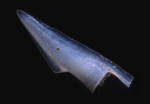 maximaxoo's tweet photo. #Future #Tech: mining #RareEarth elements from #FossilizedFish — strange as it might seem, a 2,500 km² zone south of one #TinyPacificIsland could supply 4 substances that are crucial to #ModernElectronics for centuries
👁🗨 https://t.co/3FLuSPX7qX via @SciAm https://t.co/jPv8LE7D1V