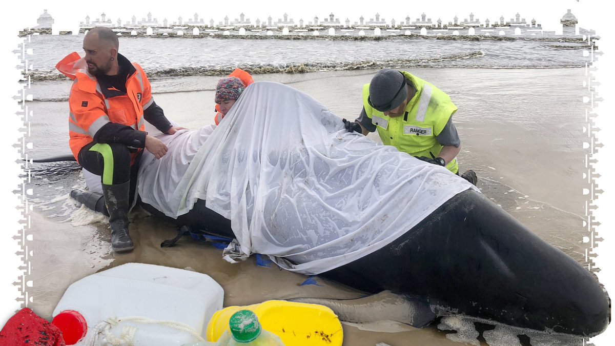 24hamburg_de's tweet photo. Die Bilder sind wirklich erschreckend 😳🐋
https://t.co/MIyw0R8aMi
#Australia I #Australien I #Wale I #Whale I #Tasmania I #Tasmanien I #Grindwal I #tiere I #24hamburg https://t.co/9NH0N4JZPF