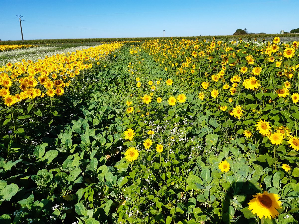 Magnifique collection de couverts végétaux-methanisation sur Plumeliau. Un bon rappel sur les fondamentaux d un sol fertile et du travail de semis. #methanisation #impaact
