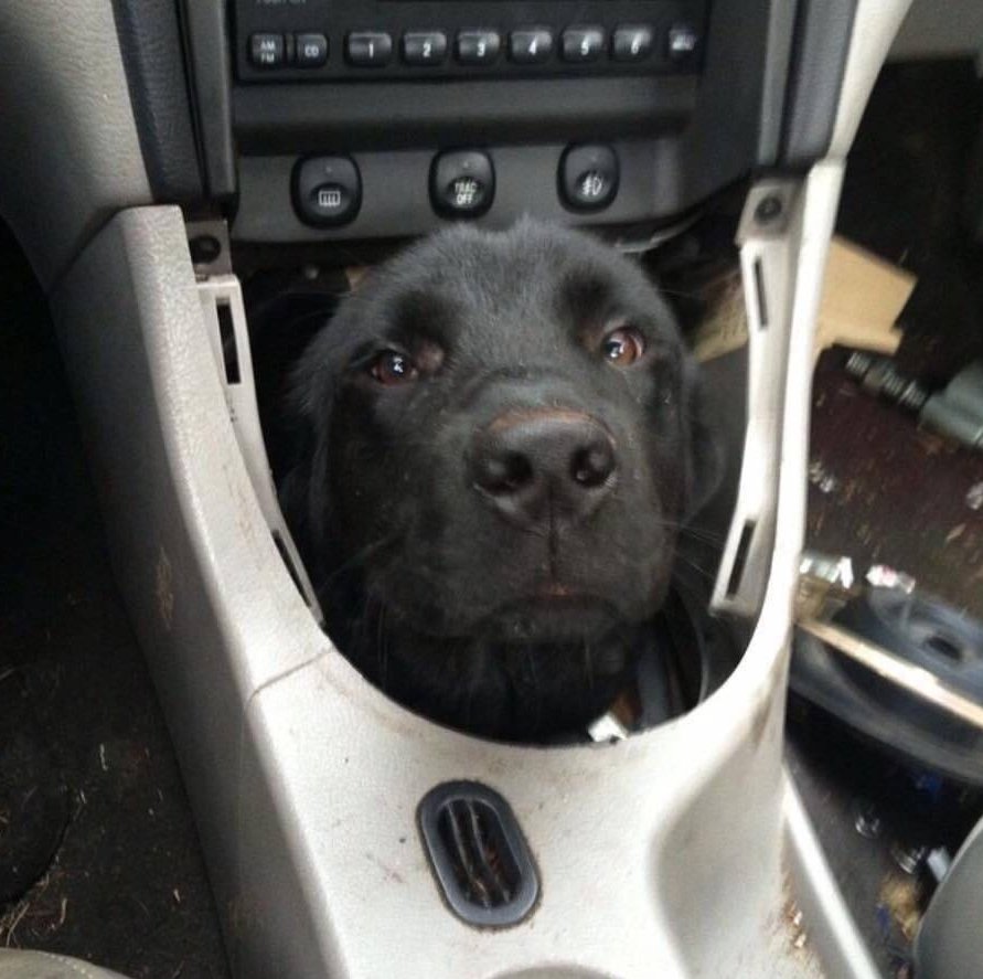paralelebipede's tweet photo. meu deus o cãobio auautomático https://t.co/vcxlF6gLCe