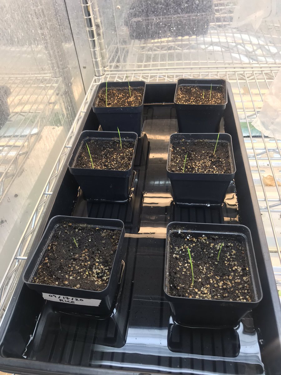 My first time planting rice was last Thursday and today my plants SPROUTED. I’m so excited.