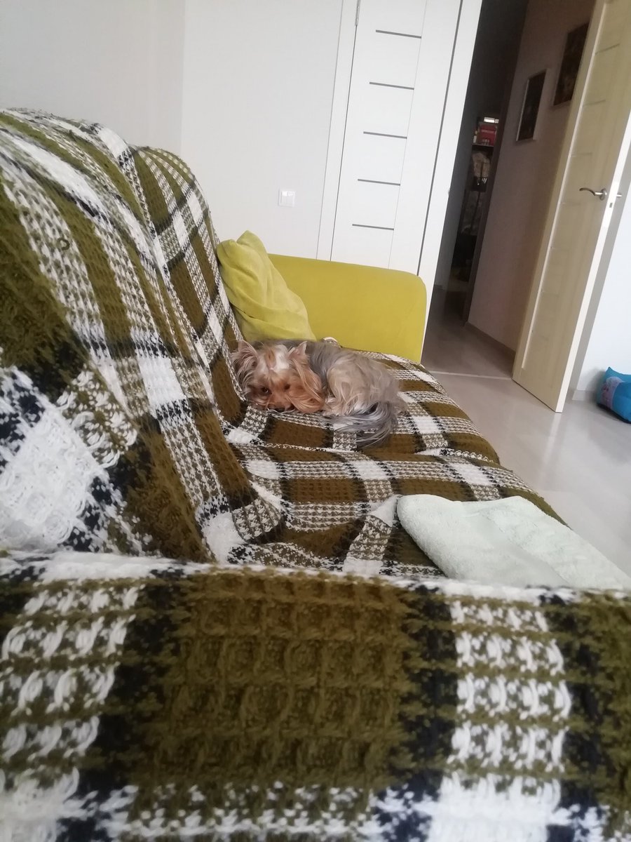 Stupid_Poetry's tweet image. As usual, as I&apos;m hanging out with #modpolive this fine very late evening, here is sweet baby Keks