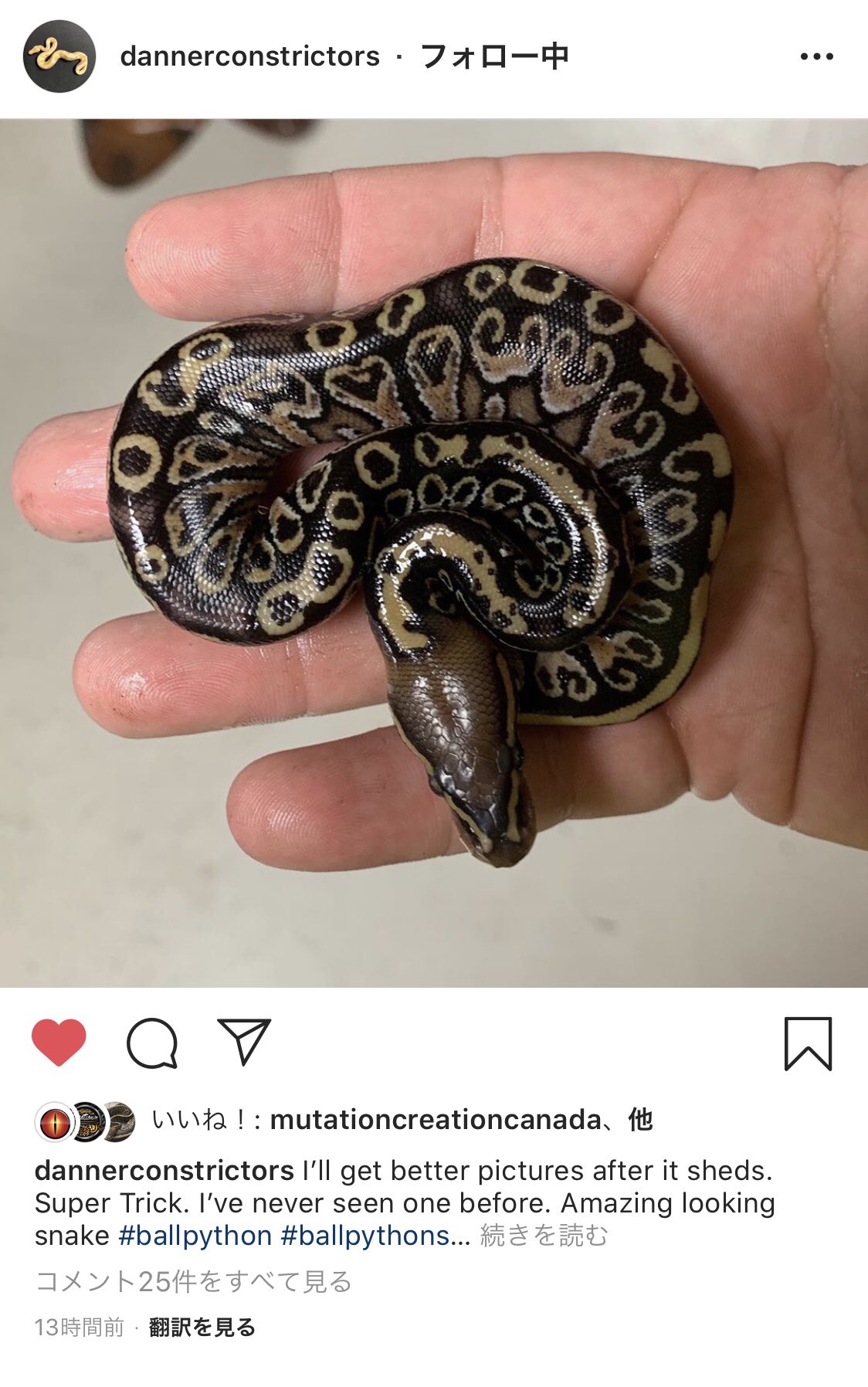 ハープライフブックス パーフェクト・ボールパイソン サイン入り vbp / vision of ball python on X: 