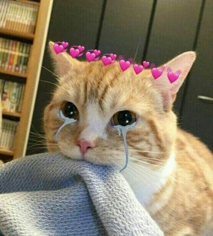 Eraser_Shota's tweet photo. Como olvidar cuando mi hombre casi me rompe los tímpanos por unas abejas en el campamento de la  U. A 😔💛🖤✨ @HizashiYamada07 
Ay cariño, no dejaré que nada te lastime. 🥺
Pero fuiste muy valiente defendiendome 👉🏻👈🏻❤️ https://t.co/rqeUyZwWNk
