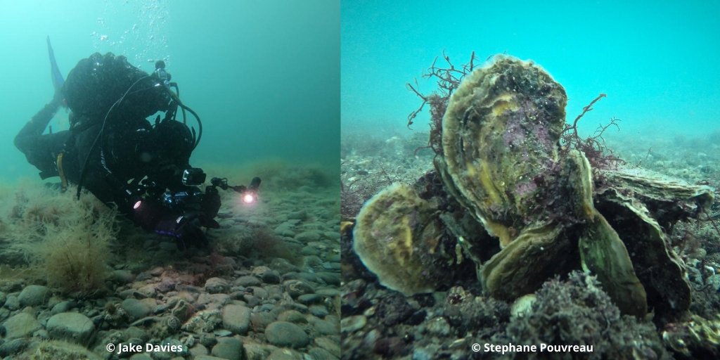 ZSLMarine's tweet photo. You have just ONE week left to enter #NativeOysterQuest 📷🤿- please share your images to help us to communicate our work &amp; learn more about remaining populations! Winning prizes inc. @OfficialZSL workshop, @BSACdivers membership,@OysterDiving training 👇
https://t.co/lO5voNfYsq https://t.co/5g6j7e0ONB