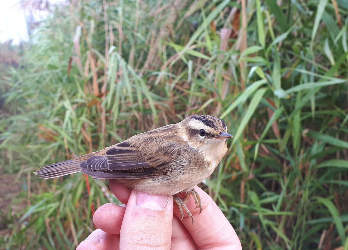 Jurrian van Irsel (@jurrianvanirsel) on Twitter photo Today @HenkvanderJeugd <a href="/TjommeM/">Tjomme van Mastrigt</a> and I caught birds near Utrecht. The detection of the first bird carrying the West Nile virus in the Netherlands intensified live bird surveillance. Today @HenkvanderJeugd <a href="/TjommeM/">Tjomme van Mastrigt</a> and I caught birds near Utrecht. The detection of the first bird carrying the West Nile virus in the Netherlands intensified live bird surveillance.