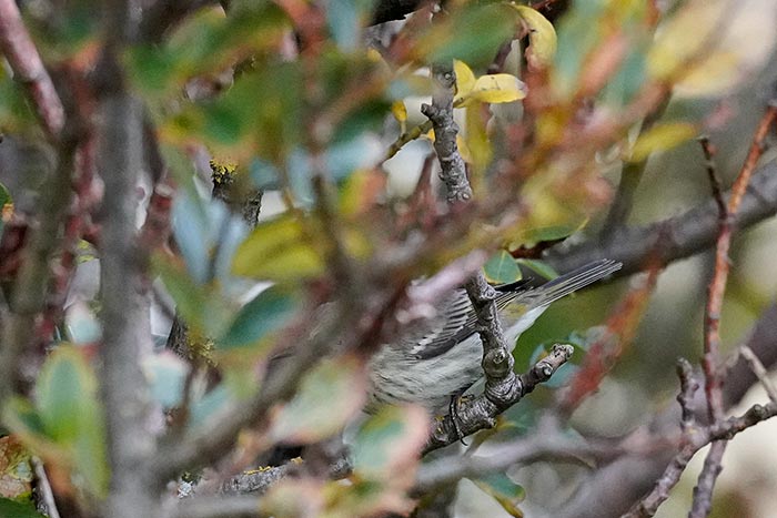 jankaareness's tweet image. The Cape May Warbler, Dendroica tigrina still present at 6 pm at Utsira, Norway @TarsigerTeam @RasmusStrack @RareBirdAlertUK @WPBirdAlerts @Club300_SE