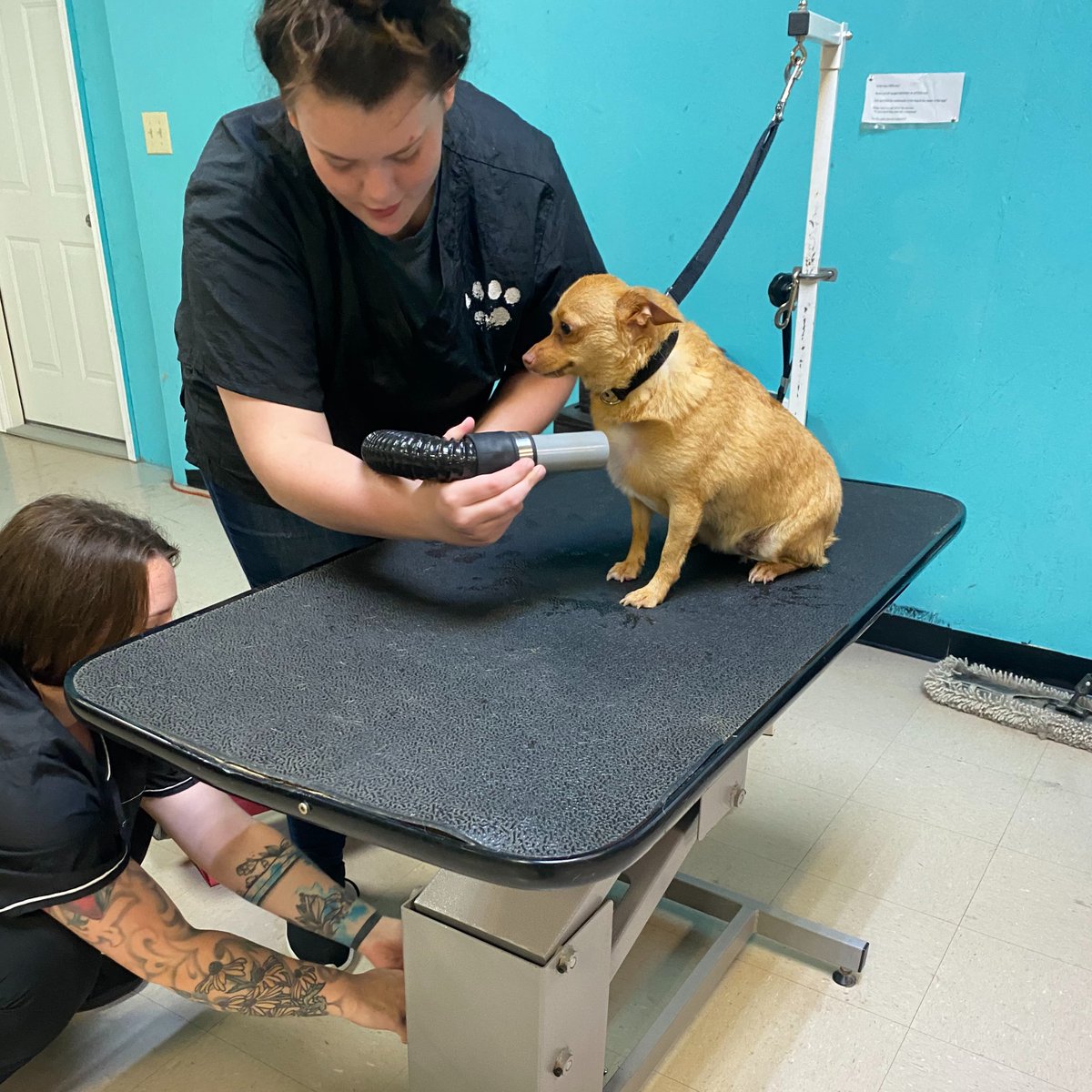 We are so proud of <a href="/creekwoodhs/">Creek Wood HS</a> senior Isabella! On the job, at her Work-Based Learning internship site ShaggyToChic , learning many skills. Her dream is to attend college and become a Veternarian. We are cheering her on!
<a href="/raylecomte/">Ray Lecomte</a> <a href="/rfaulkner9/">Robbie Faulkner</a> <a href="/DCS_TN/">Dickson Co Schools</a>
