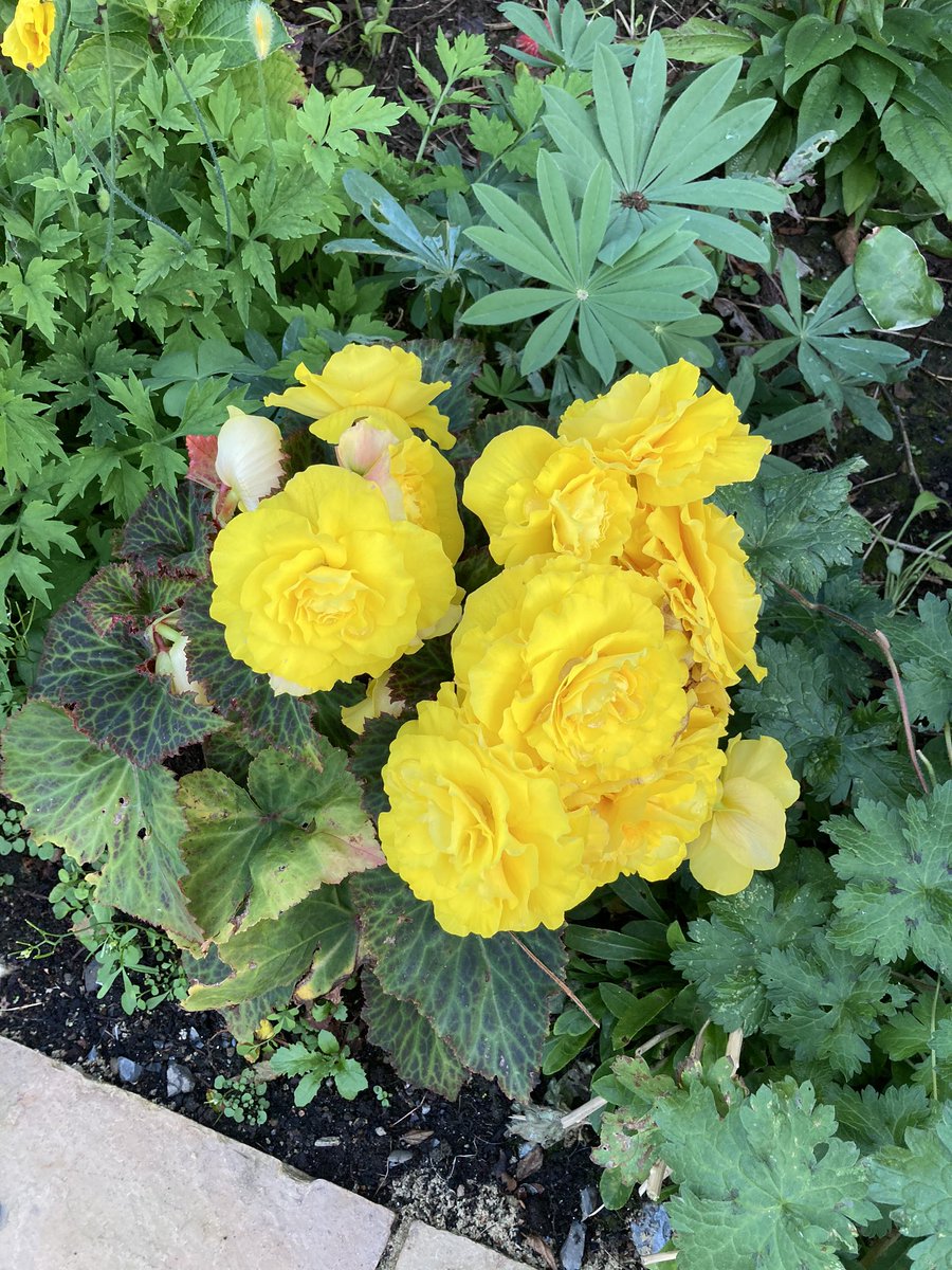 PeterLong10's tweet photo. No sign of swallows the last couple of days and holding on to garden colour as the chill of autumn is in the air this evening. https://t.co/T37NL8qA4z