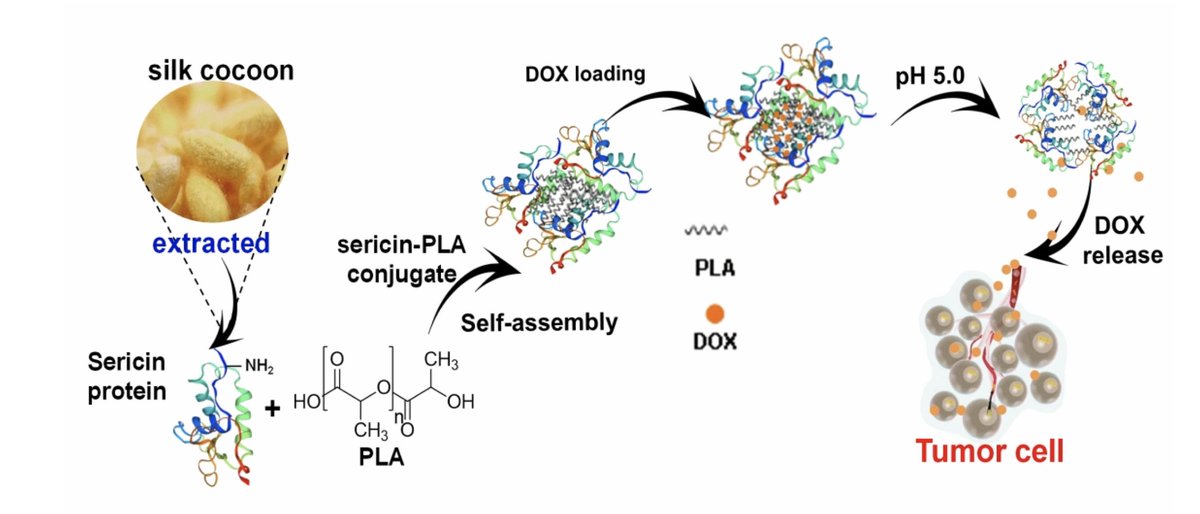 BioconjChem's tweet photo. Find out here how to reuse a side product of #silk production, and transform it into a #pH-responsive and #amphiphilic drug loaded #micelle for #controlled #drug #delivery. Promising #protein-polymer #conjugate made out of silk #sericin and #polylactide. https://t.co/v05aVNFzYw https://t.co/nXEg5oQiDT