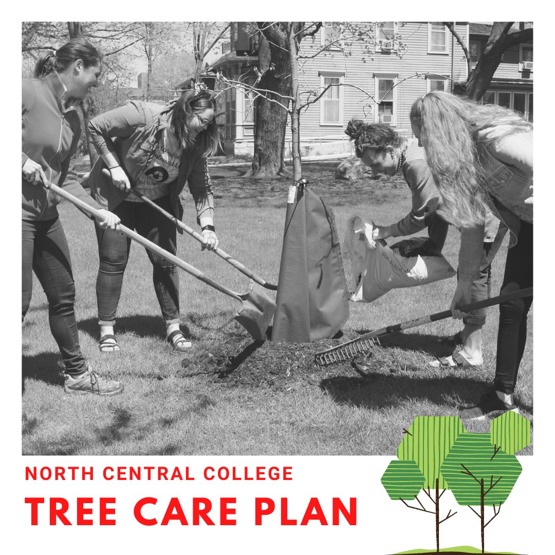 NCCSustainable's tweet photo. Did you know that North Central has a Tree Care Plan? It was put in place to maintain a diverse range of trees on campus, create biodiversity, maintain historic character of campus, and provide enjoyable study spots!
#treecareplan #treecampususa #forestryweek #nccsustainability https://t.co/XvenpaYE0K