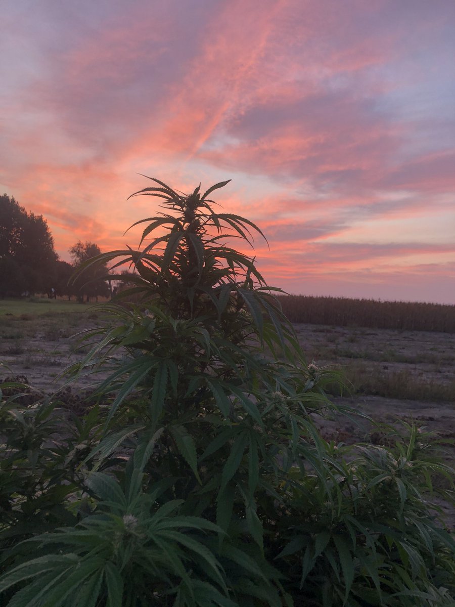 AmericanHempRes's tweet photo. Beautiful sunrise!  Gods hand at work!  #earlybirds #HumpDayHappiness #Hemp #CBD #cbdoil #hempfarmer #GodIsGood #americanhempresearch #WednesdayVibes https://t.co/F741f270MA