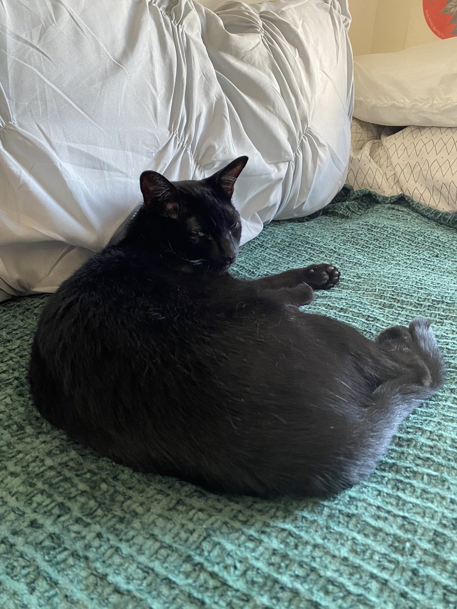 maepughweber's tweet photo. my roommate’s cat bangs his head against my door every morning until i get up make my bed and allow him to sleep on it for at least 6 hours a day. and then when i try to pet him, he scratches me. 

i love this stupid pampered bitch https://t.co/GWQKI4Pt2I