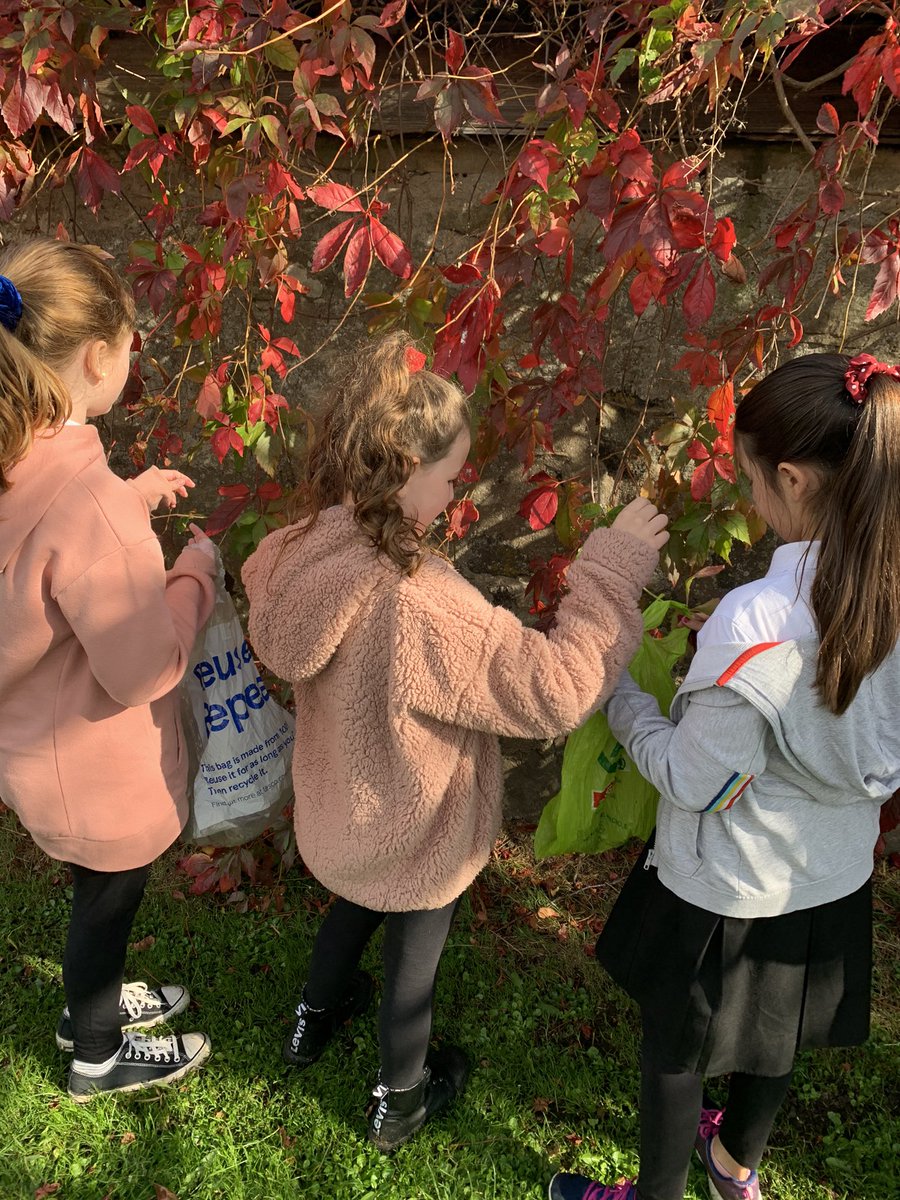 Ceres Primary School tweet media