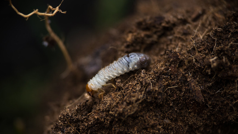 biomuseo's tweet photo. 1. Pasa enterrado la mayor parte de su vida. El escarabajo de la lluvia pasa sus primeros 11 meses de vida bajo tierra: primero como un huevo, luego como una larva que se alimenta de las raíces de las plantas y luego como pupa. https://t.co/cML0s1e1Z5