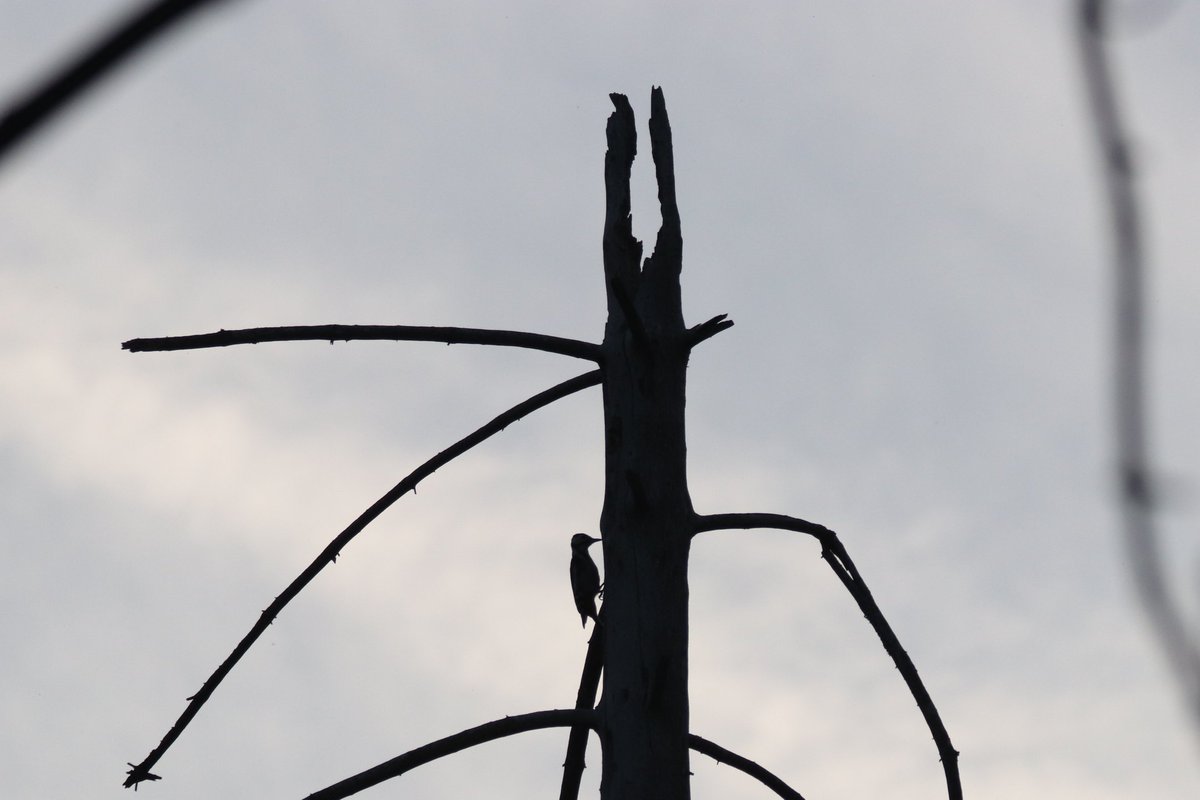 Starting to move away from the idea that bird pics should be as close-up as possible and always in golden light.
Great spotted woodpecker, distant, dark.

#birds #birding #flachsee
