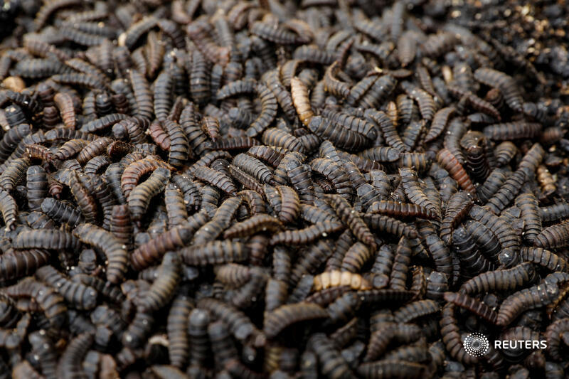 что кушают птицы. личинка птицы. личинка мухи львинки. сингамоз птиц цикл развития. личинка мухи львинки.