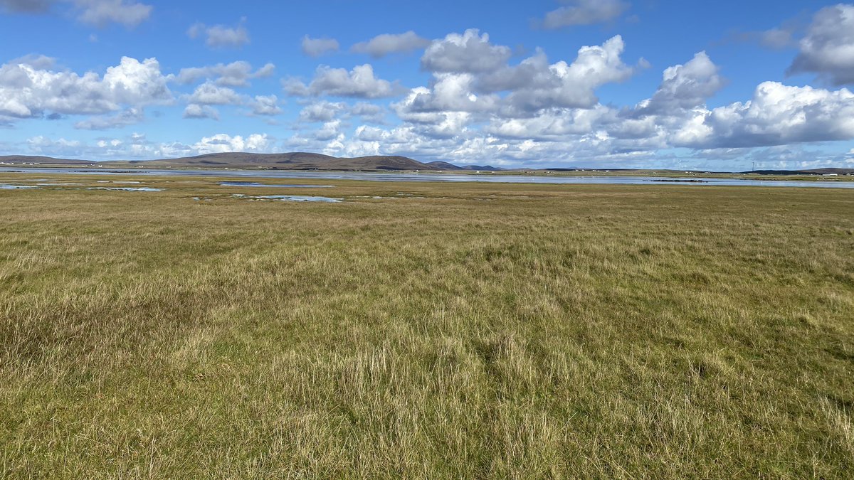 Absolute stunning day on North Uist. 4 Blue winged teal on Loch Mor, Pectoral Sandpiper and American Golden plover at Lag Gorm and two over fly’s from Hen Harriers. Plus tonnes of Twite. Happy days. #birding #birdwatching