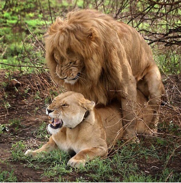 Itunespr On Twitter During Sex Intercourse Between A Lion And A Lioness Do They Moan Or Roar Quote Your Answers Itunespr On Twitter During Sex Intercourse Between A Lion And A Lioness Do They Moan Or Roar Quote Your Answers