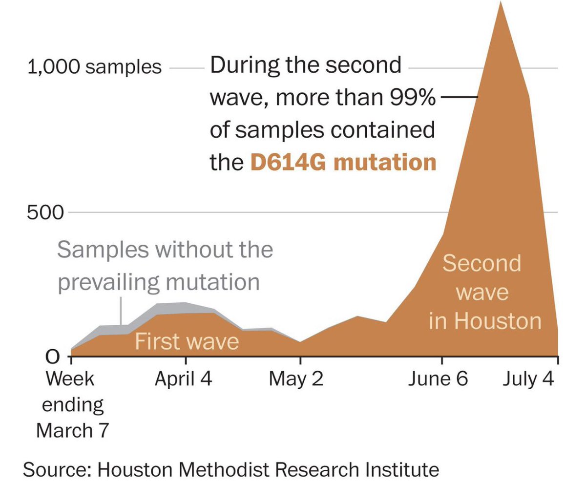Breaking: HUGE MUTATION STUDY—Scientists in Houston just released a study of >5,000 genetic sequences of  #SARSCoV2: continual accumulation of mutations, one of which maybe made more contagious—mutation is associated with a higher viral load among patients upon diagnosis.  #COVID19