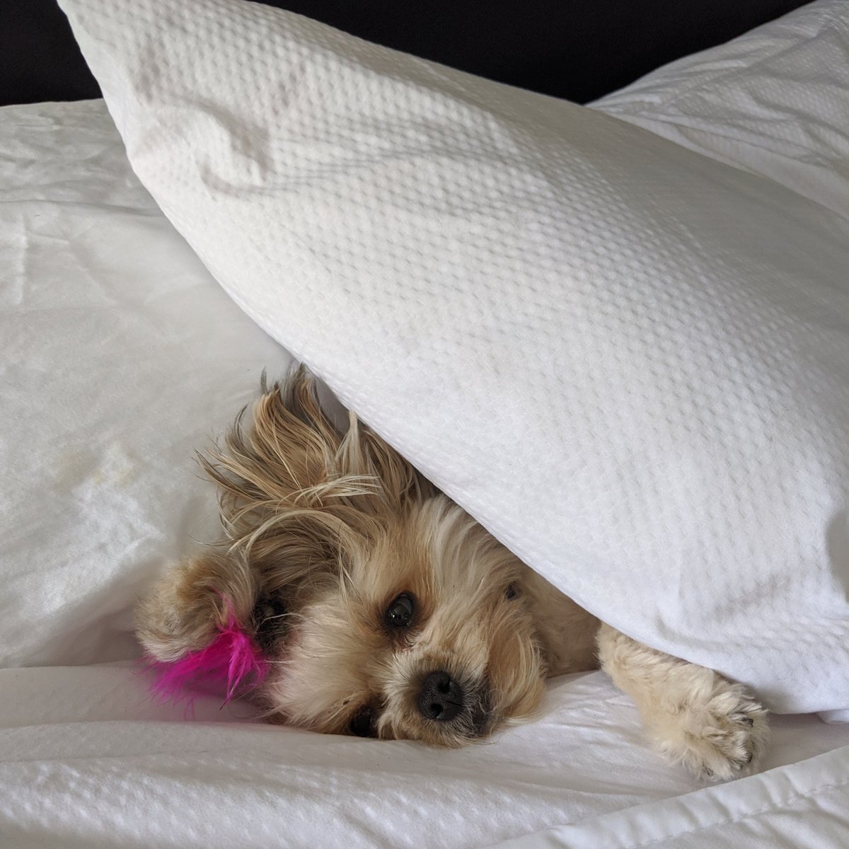 kellylculbreth's tweet photo. These cooler mornings make sweet Willow, from the book, not want to get out of bed.  🐾❤️🐾

#farmbooksforkids. #farmbooks. #poopbooks. #funnybooksforkids #everythingonthefarmpoops. #kidlit.  #childrensbooks. #doglife. https://t.co/pK9sxcD3Xv
