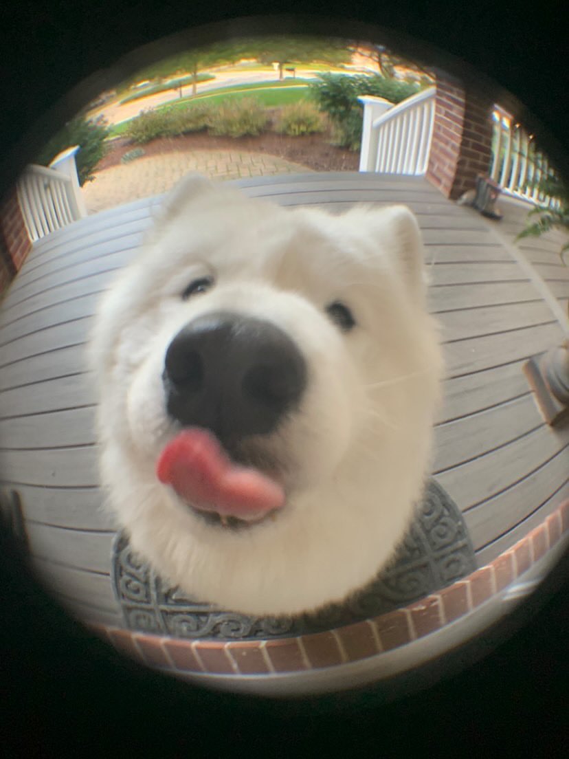 WeRateDogs tweet media