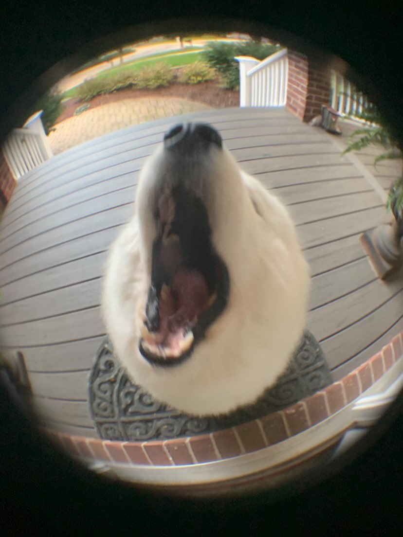 We only rate dogs. Please don’t submit Suburban Porch Polar Bears. They mean no harm. Just a little hungry. Thank you... 13/10