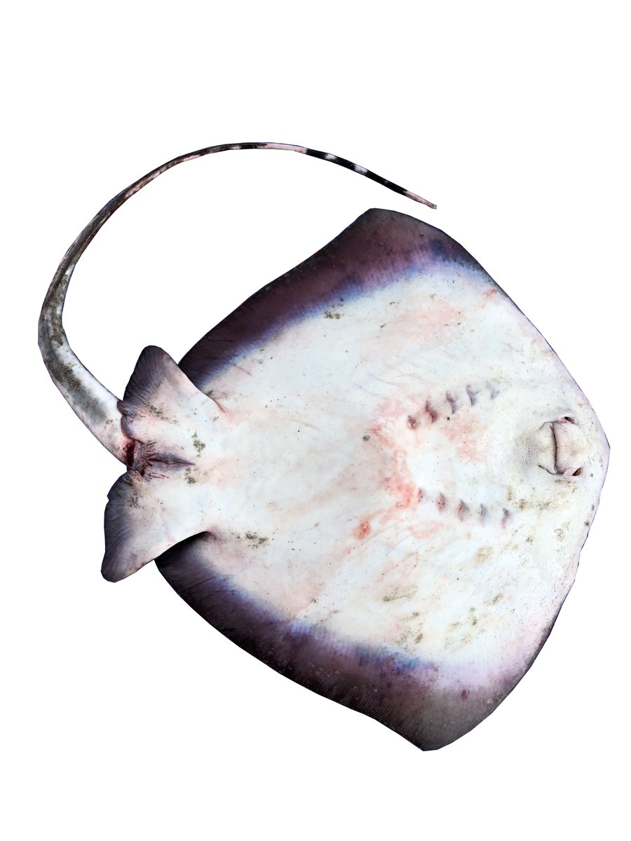 guitarfishmasum's tweet photo. #Indian Ocean #bluespotted
#maskray (Neotrygon indica) is described as a new species. Moderately large number of small ocellated blue spots and absence of large blue spots. Distribution Bay of Bengal, Indian coast of of the Laccadives Sea, and Tanzania. Species more common in BD. https://t.co/4f3XKITTY3