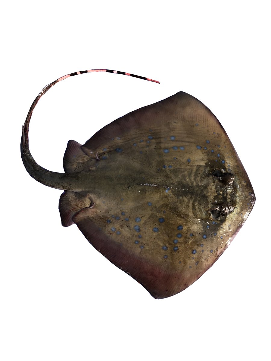 guitarfishmasum's tweet photo. #Indian Ocean #bluespotted
#maskray (Neotrygon indica) is described as a new species. Moderately large number of small ocellated blue spots and absence of large blue spots. Distribution Bay of Bengal, Indian coast of of the Laccadives Sea, and Tanzania. Species more common in BD. https://t.co/4f3XKITTY3