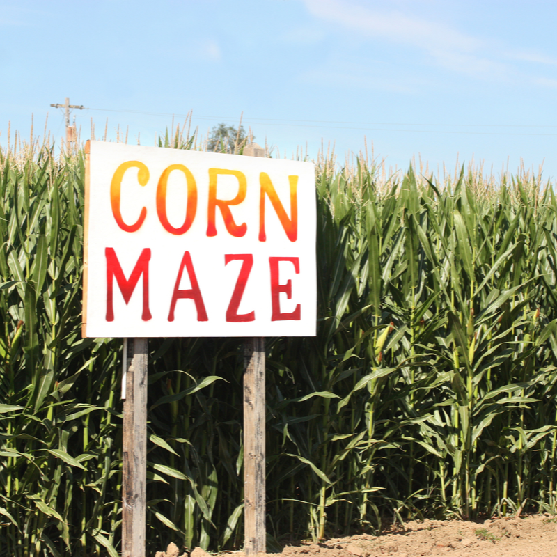 Crazy for corn mazes? Learn how Maryland farms create their mazes — from design to completion. https://t.co/V2OZway8gW #MyMdFarmers #Fall #FallFestivities #CornMaze https://t.co/mhbOXm31fC
