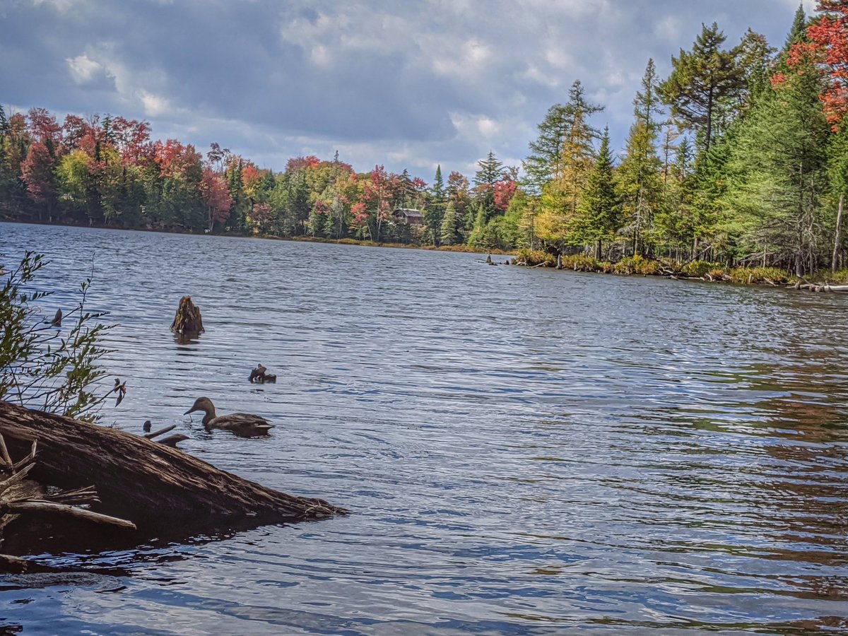 Tolerated13's tweet image. Our front yard for the next couple days. #fallfoliage #adklife
