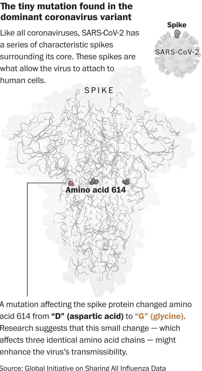 11) It is called D614G, referring to the substitution of an amino acid called aspartic acid (D) for one called glycine (G) in a region of the genome that encodes for the spike protein. By 2nd wave of the outbreak, this variant had leaped to 99.9% prevalence —complete domination.